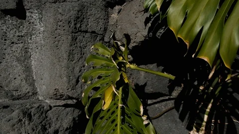 Plant and Rock Видео 102339481