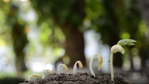 Plant and seed to tree Stock Footage 71486863