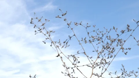 Plant and sky Stock Footage 120051479