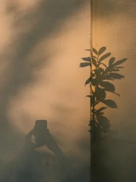 Plant and smartphone user casting shadows on textured wall. person casting Stock Photos