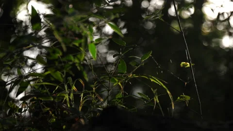 Plant and spider web Stock Footage 229698318