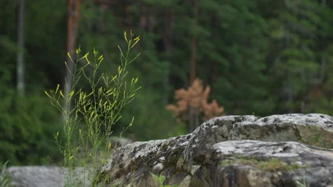 Plant and stone in the forest Stock Footage 204712665
