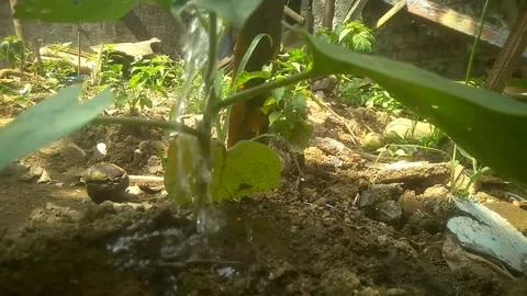 Plant and trees Stock Footage 169731179