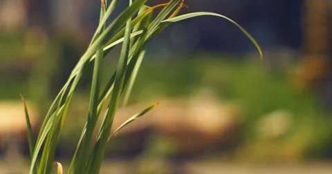 Plant and wind Stock Footage 38846002