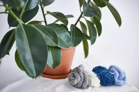 The plant and wool on the table. Stock Photos