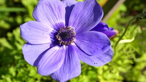 Plant of Anemone 스톡 동영상 52627721