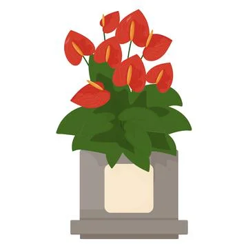 Plant Anthurium Stock Illustration