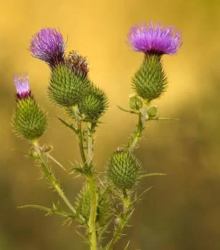 Plant in arid soil Stock Photos