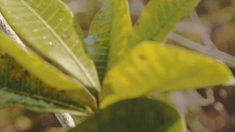A plant in the Atlantic Forest Stock Footage 127539776