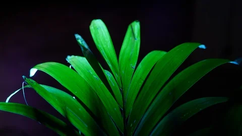 Plant with back lighting with black background Stockbeeldmateriaal 108374355