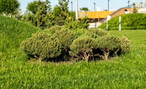 Plant on a background of clouds Stock-Fotos