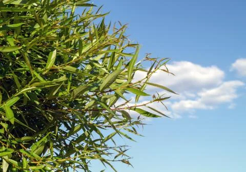 Plant on a background of clouds Stock Photos