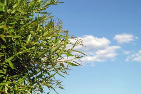 Plant on a background of clouds Foto stock