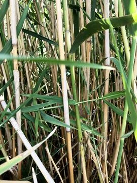 The plant background consists of long stems of river reeds. Stock Photos