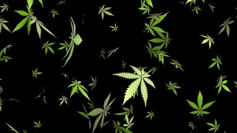 Plant background with falling marijuana leaves. Stock-Footage 318457409