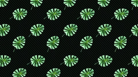 Plant Background - Leaf 2 Stock Footage 212453455