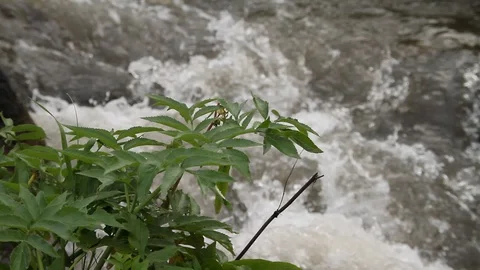 Plant on the background of a mountain river. Vídeos de archivo 119996059