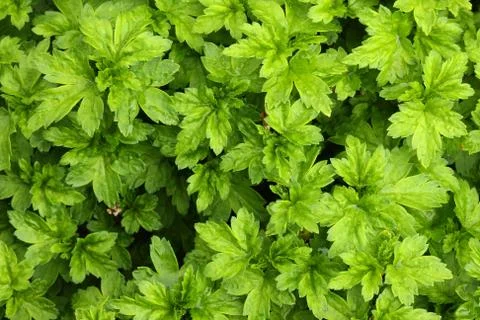 Plant background Stock-Fotos