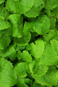 Plant background Foto stock