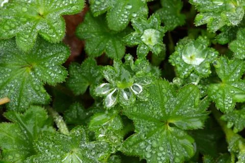 Plant background Stock Photos