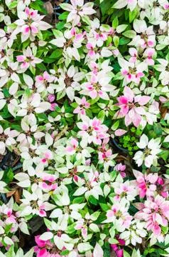 Plant background Stock Photos