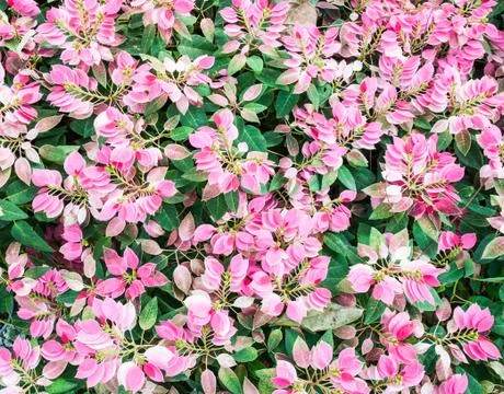 Plant background Stock Photos