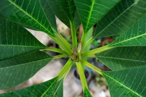 Plant background Stock Photos