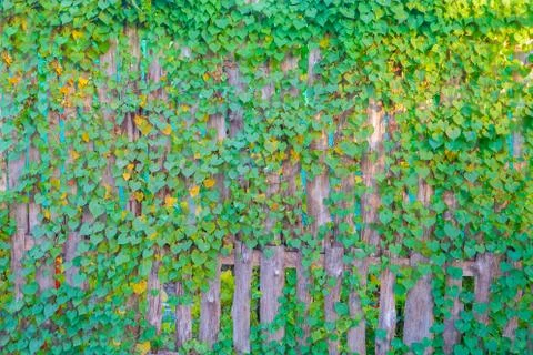 Plant background Stock Photos