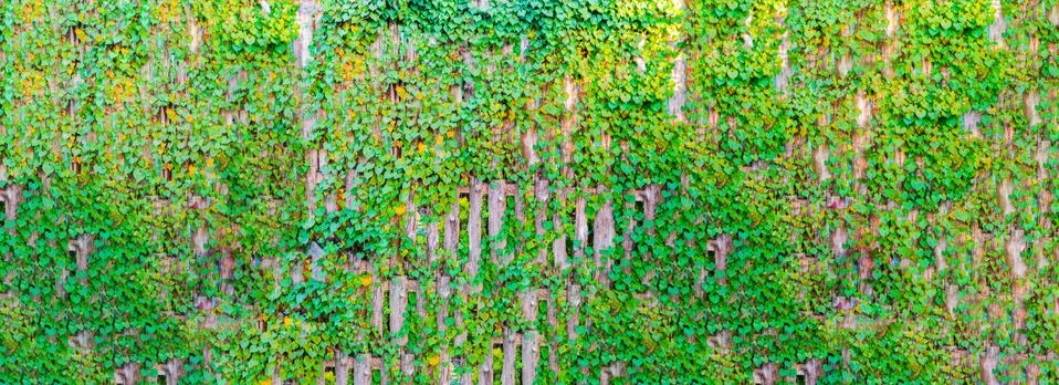 Plant background Stock Photos