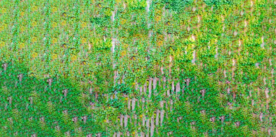 Plant background Stock Photos