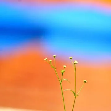 Plant Background Stock Photos