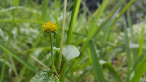 Plant background Stock Photos