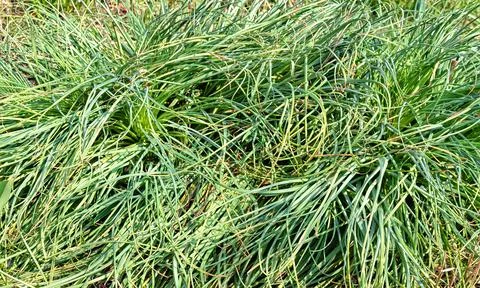 Plant background Stock Photos