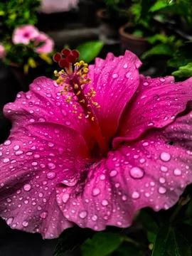 Plant background Stock Photos