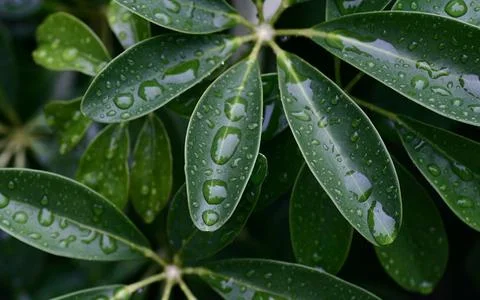 Plant background 스톡 사진