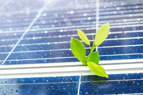 Plant on the background of the solar panel. Stock Photos