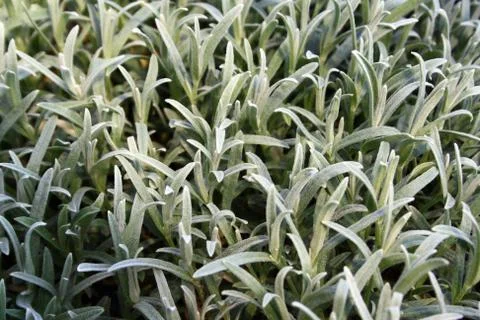 Plant backround Stock Photos