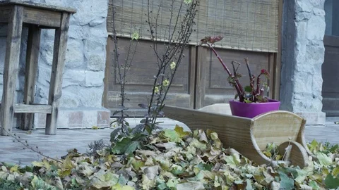 A plant in the backyard Vídeos de archivo 119920153