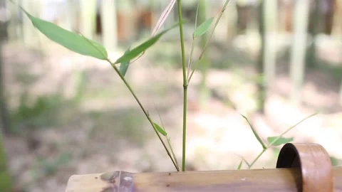 Plant on bamboo background Stock Footage 147904255