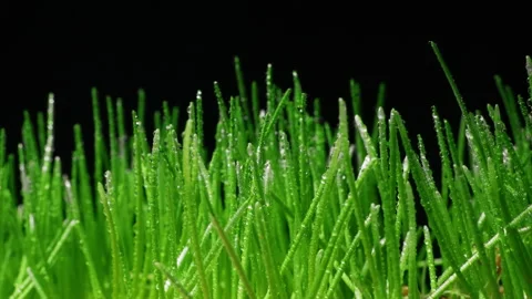 A plant-based diet and a raw food diet. A small tray of fresh cat grass Stock Footage 151049274