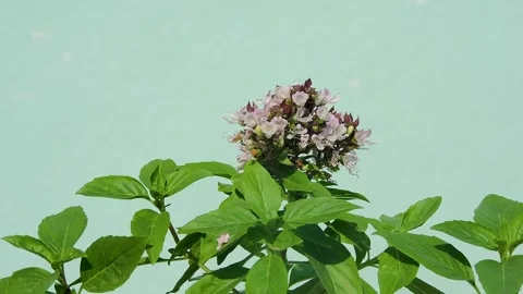 Plant  a basil variety, often called Niazbo or sweet basil Stock Footage 341312075