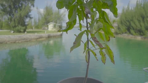 A plant on a beach 動画素材 112258706