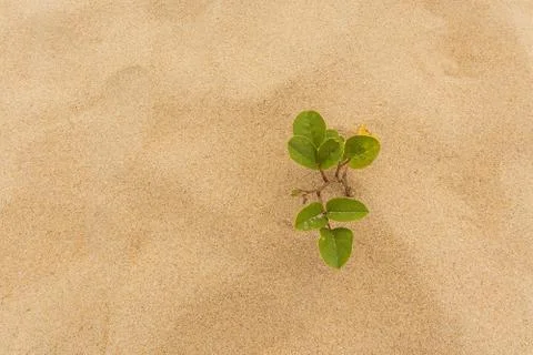Plant on the beach Stock Photos