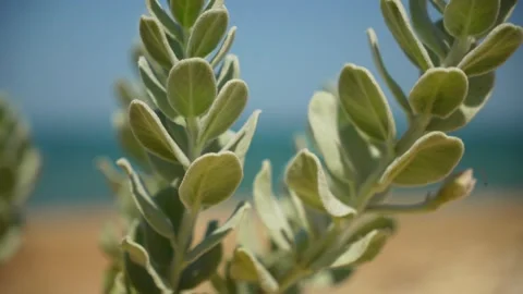 A plant on the beach sways in the wind, close-up Vídeos de archivo 312870636