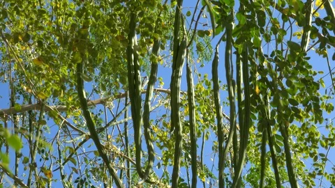 Plant bearing fruits of Moringa Oleifera, the food of the future. Stock Footage