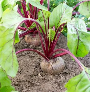 Plant of  beet in field Stock Photos