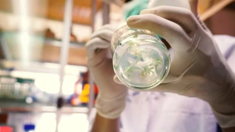 Plant being dissected in lab laboratory of plant tissue culture Stock Footage 147117920