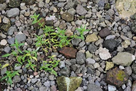 Plant between gray stone texture background Stock Photos