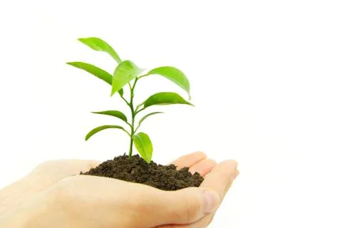 Plant between hands Stock Photos
