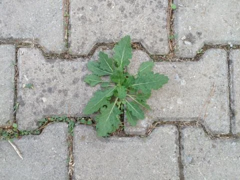 Plant Between The Rocks Stock Photos
